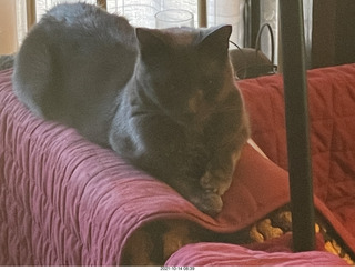 cat Devin in my hifi room