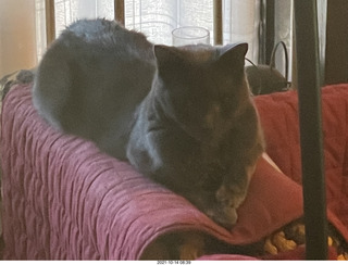 cat Devin in my hifi room