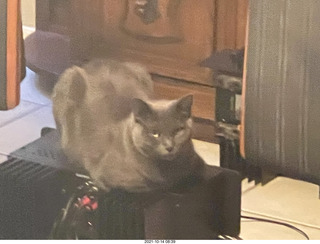 my cat Jane on top of my Linn turntable