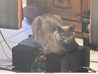 cat Jane in my hifi room