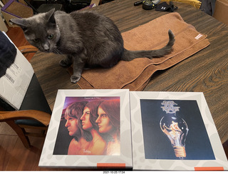 cat Devin in my hifi room