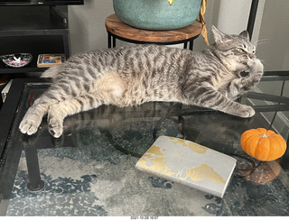 first day with visiting cat Potato