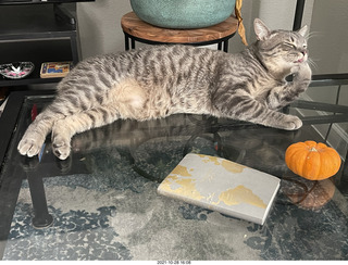 cats Devin and Potato