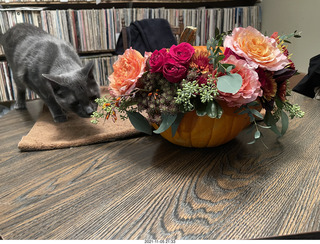 my three cats Devin, Jane, and Max