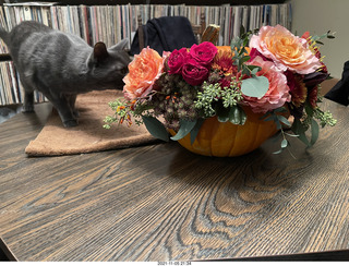pumpkin flower arrangement + my cat Devin