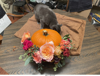 pumpkin flower arrangement + my cat Devin