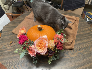 pumpkin flower arrangement + my cat Devin