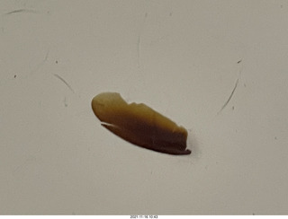 cockroach wing?
