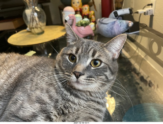 cat Potato with Adam, old picture