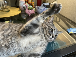 calendar with kitten Potato