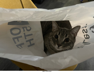 cat Potato in a bag