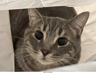 cat Potato - he doesn't know he's going to have a live-in friend