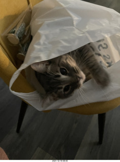 cat Potato in a bag