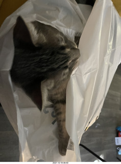 cat Potato in a bag