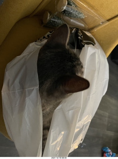 cat Potato in a bag