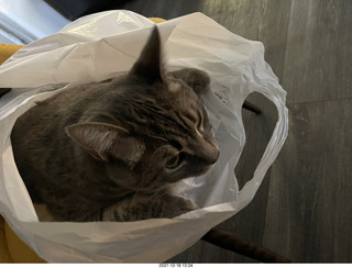 cat Potato in a bag