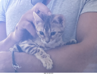 cat Pickle (or maybe her sister)