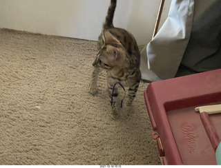 cat Pickle (or maybe her sister)