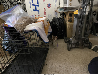 cat Pickle (or maybe her sister)