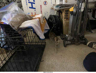 cat Pickle (or maybe her sister)