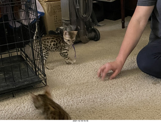 cat Pickle and her sister