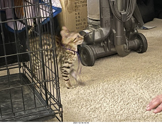 cat Pickle (or maybe her sister)