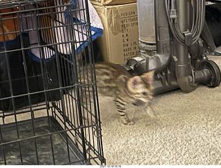 cat Pickle (or maybe her sister)