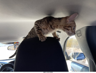 cat Pickle (or maybe her sister)