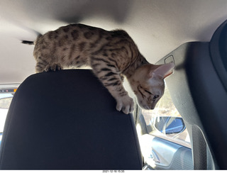 cat Pickle (or maybe her sister)