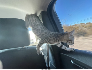 cat Pickle on the drive home to Phoenix