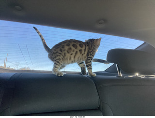 cat Pickle on the drive home to Phoenix