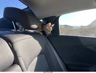 cat Pickle on the drive home to Phoenix