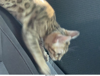 cat Pickle (or maybe her sister)