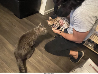 cats Potato and Pickle meeting each other