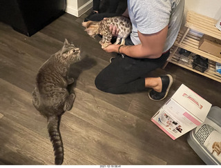 cats Potato and Pickle meeting each other