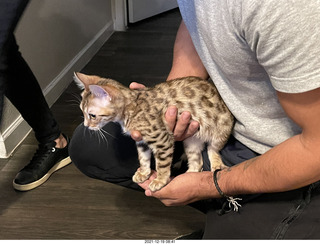 kitten Pickle in her new home