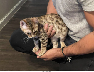 kitten Pickle in her new home