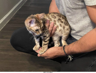 cats Potato and Pickle meeting each other