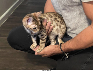 cats Potato and Pickle meeting each other