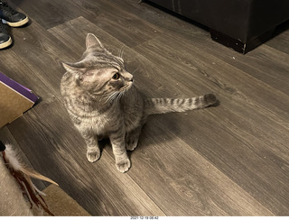 kitten Pickle in her new home