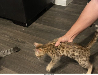 cats Potato and Pickle meeting each other