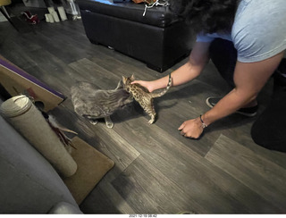 cat Potato meeting Bengal kitten Pickle in her new home