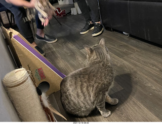 cats Potato and Pickle meeting each other