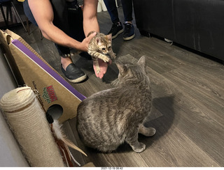 kitten Picle with cat Potato