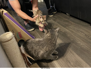 kitten Picle with cat Potato