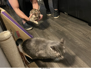 cats Potato and Pickle meeting each other