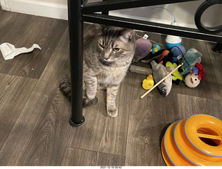 cat Potato meeting Bengal kitten Pickle in her new home