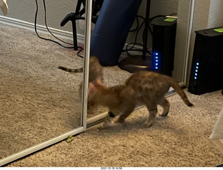 kitten Pickle in her new home