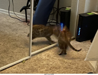 kitten Pickle in her new home