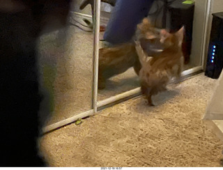 Bengal kitten Pickle at mirror